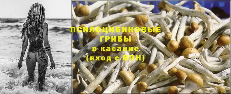 Галлюциногенные грибы Psilocybe  Собинка 